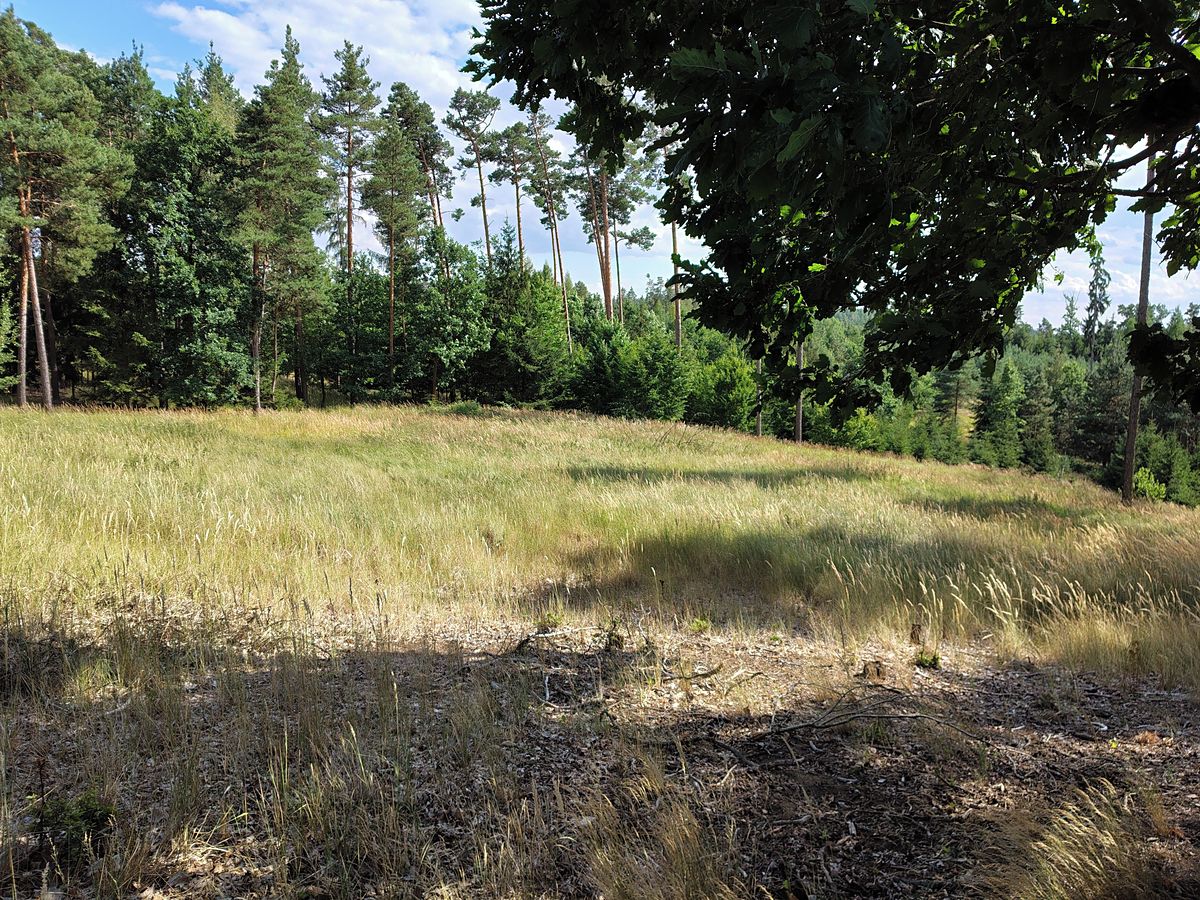 Prodej lesa 5397 m²