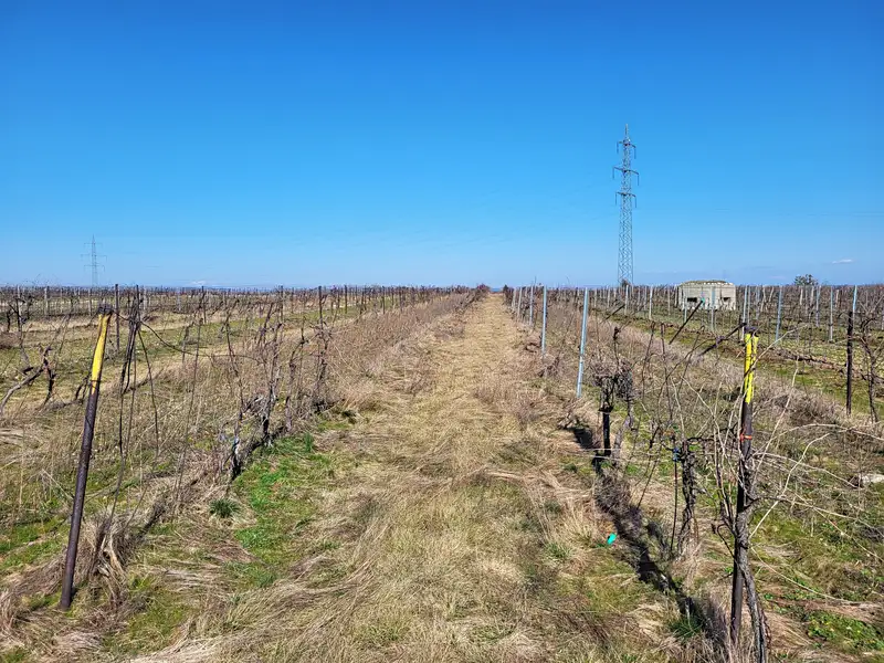 Prodej sadu, vinice 4944 m², Valtice – náhled fotky 3