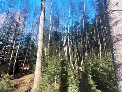 Prodej lesa 2306 m²
