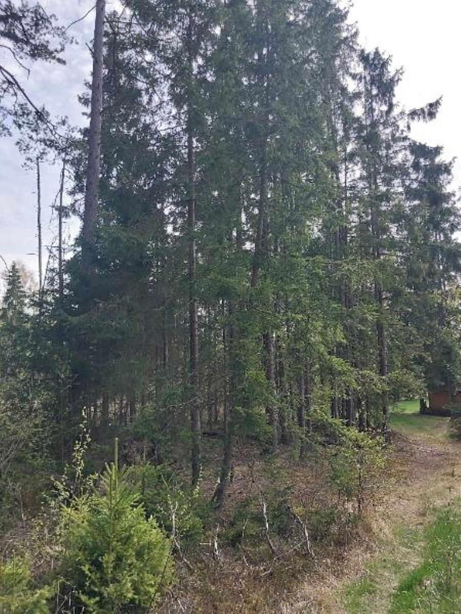 Prodej lesa 2374 m²