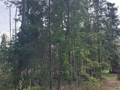 Prodej lesa 2374 m²