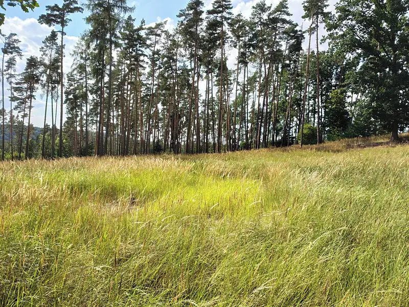 Prodej lesa 5397 m², Kozlany – náhled fotky 2