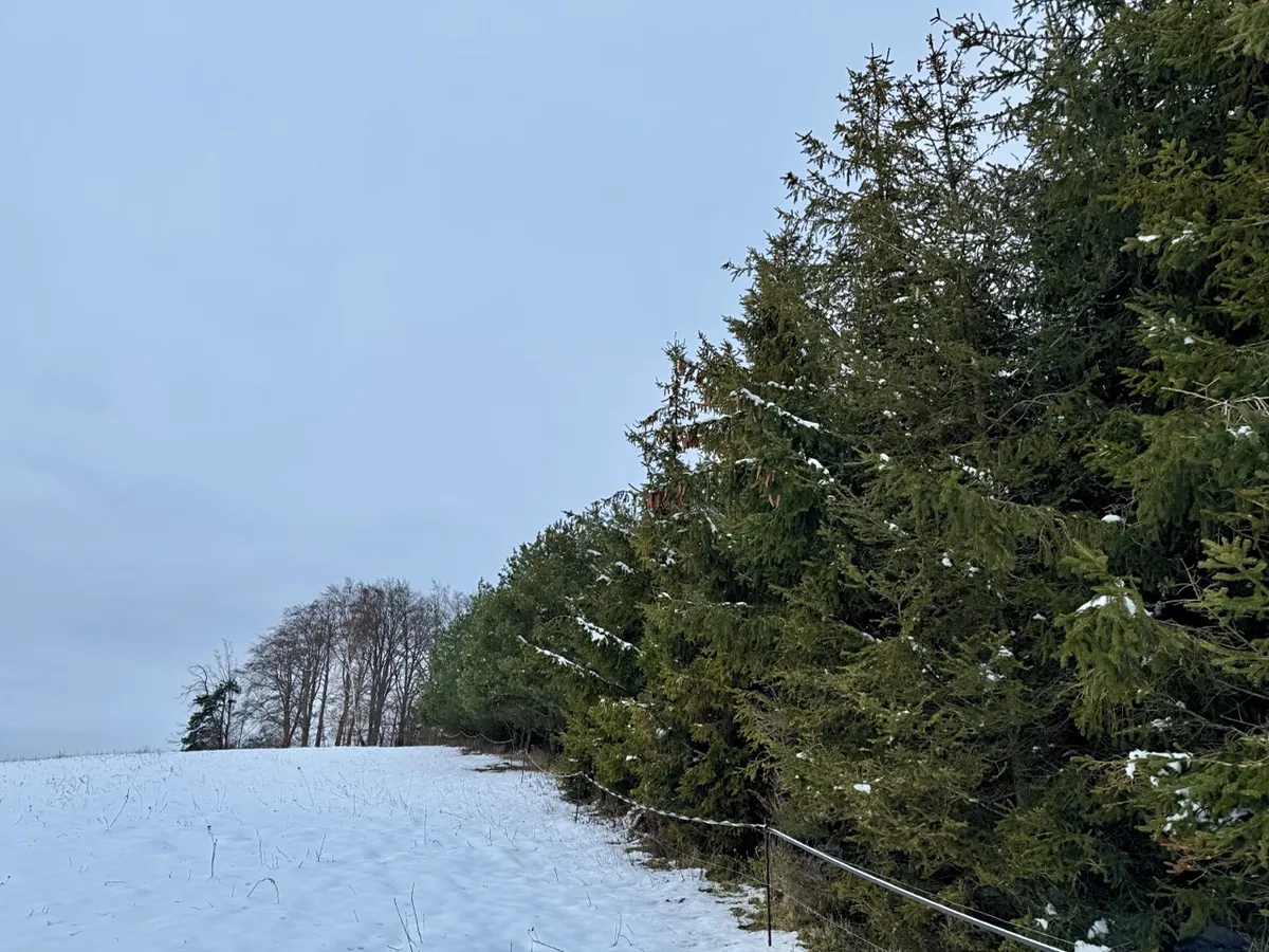 Prodej lesa 15172 m²