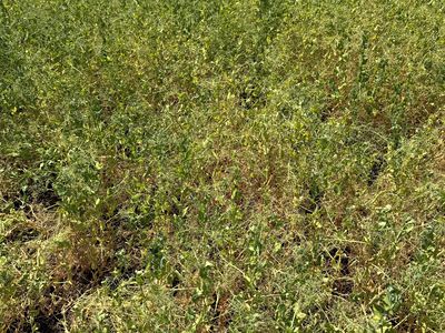 Prodej pole 22974 m²