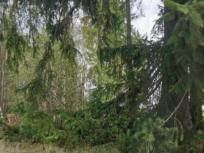 Prodej lesa 1258 m², Žirovnice – náhled fotky 3