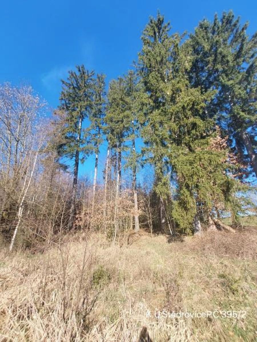 Prodej lesa 2306 m² – fotografie 2
