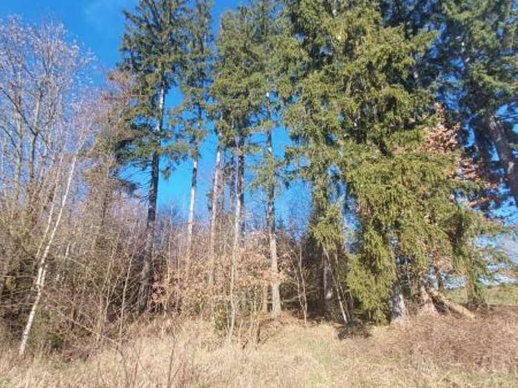 Grundstück zum Kauf, 2.306 m² (2 von 6)