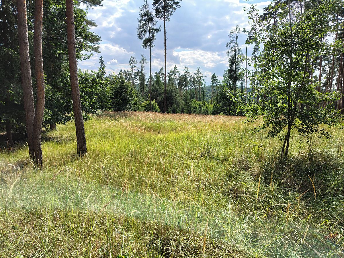 Prodej lesa 5397 m² – fotografie 3