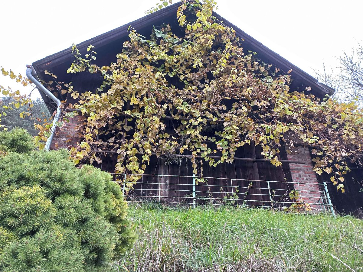 Prodej rodinného domu 225 m², pozemek 13000 m² – fotografie 4
