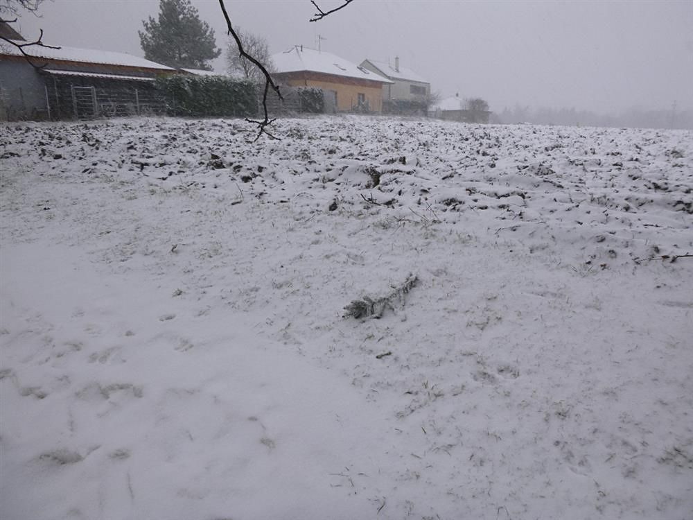Dražba pole 1638 m², Škvorec – fotka 1 z 3