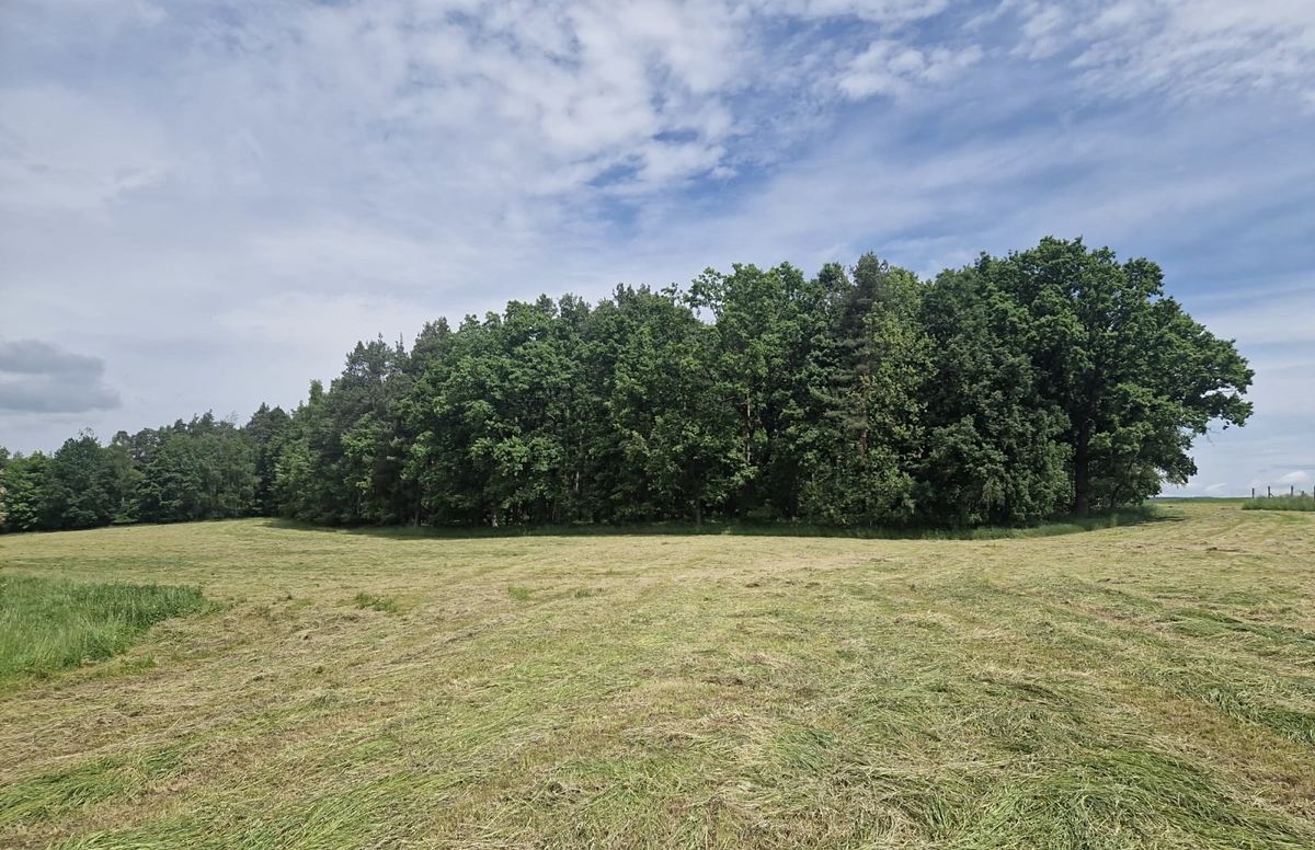 Prodej lesa 4924 m²