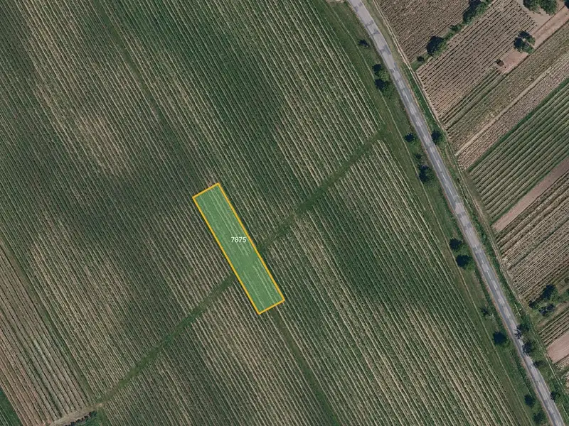 Prodej sadu, vinice 6109 m², Kobylí – náhled fotky 2