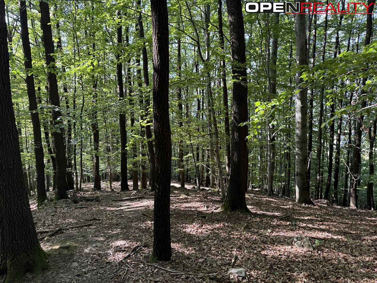 Prodej lesa 21884 m² – fotografie 2