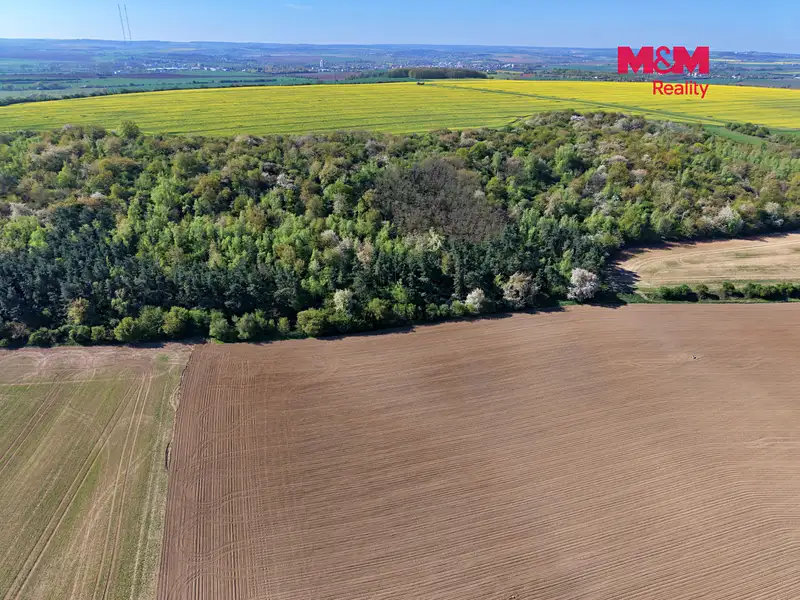 Prodej lesa 5857 m², Kounice – náhled fotky 3
