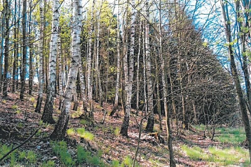 Prodej lesa 3453 m²