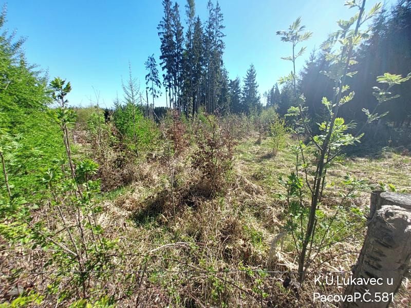 Prodej lesa 3571 m² – fotografie 3