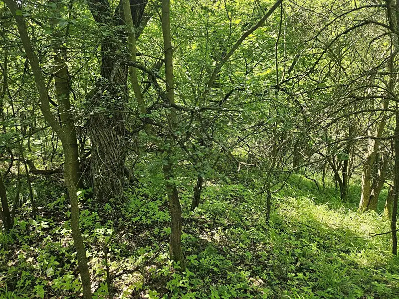 Prodej louky 16229 m², Boseň – náhled fotky 3