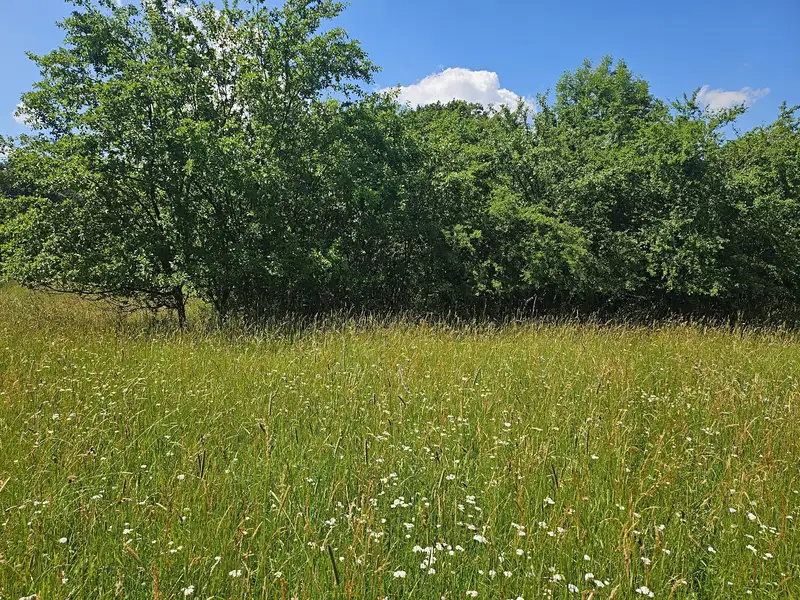 Prodej louky 3244 m², Boseň – náhled fotky 2