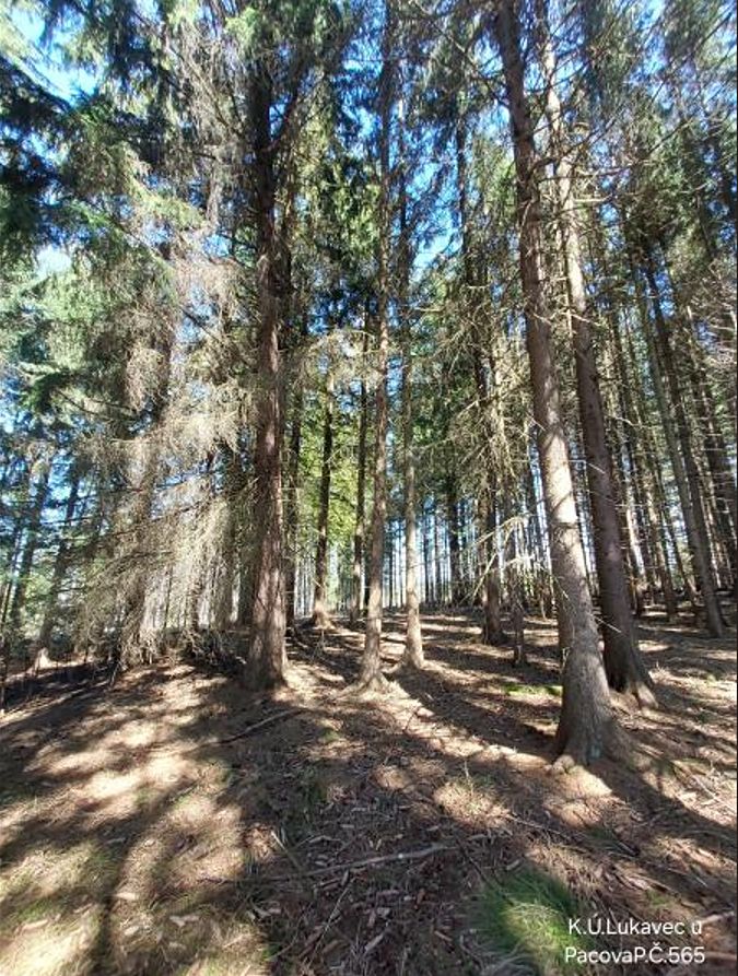 Prodej lesa 1766 m²