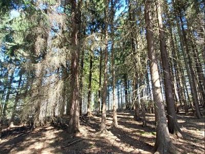 Prodej lesa 1766 m²