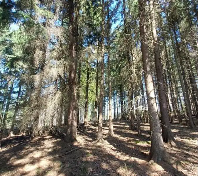 Prodej lesa 1766 m², Lukavec – náhled fotky 1