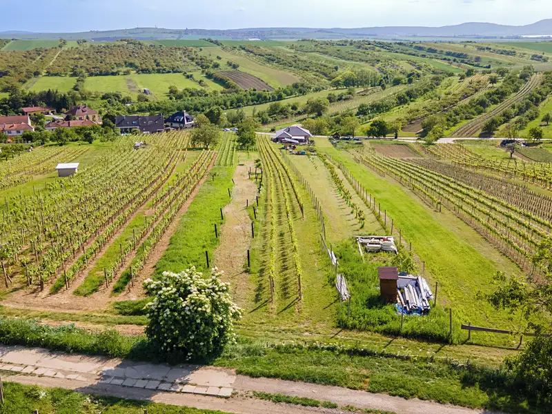 Prodej stavebního pozemku 1528 m², Velké Pavlovice – náhled fotky 3