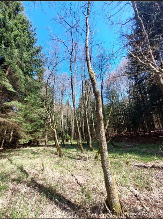 Prodej lesa 3852 m² – fotografie 3
