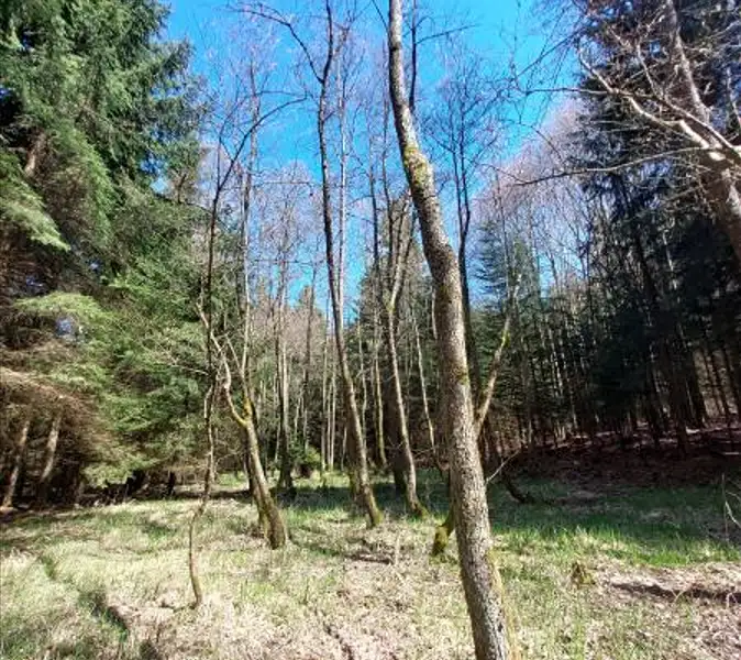 Prodej lesa 3852 m², Lukavec – náhled fotky 3
