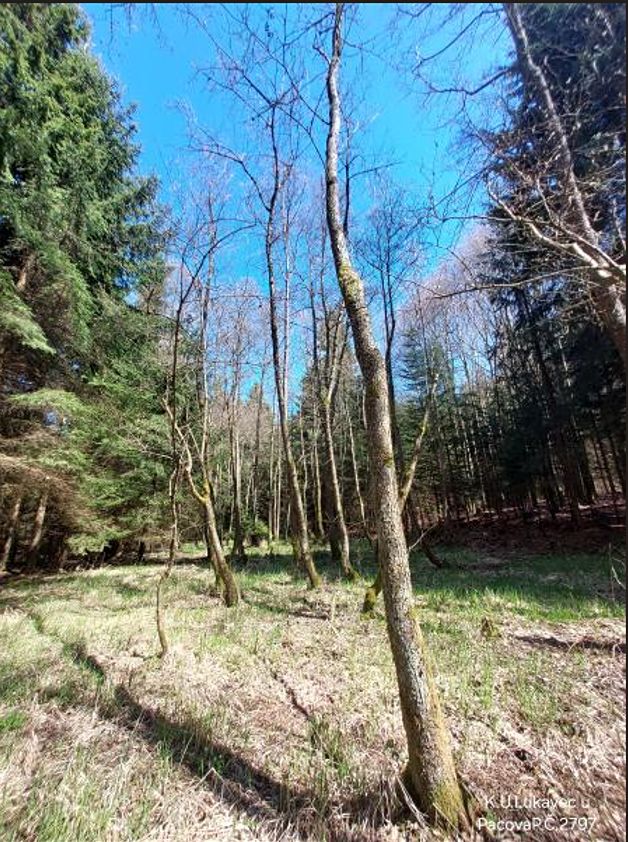 Prodej lesa 3852 m² – fotografie 2