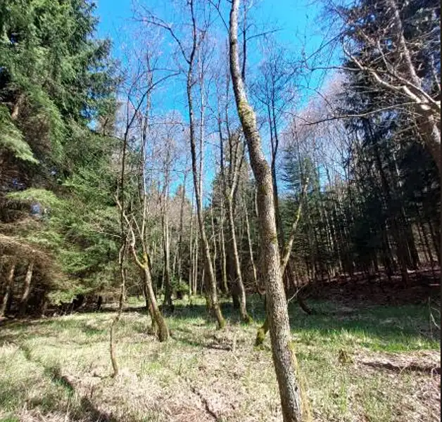 Prodej lesa 3852 m², Lukavec – náhled fotky 2
