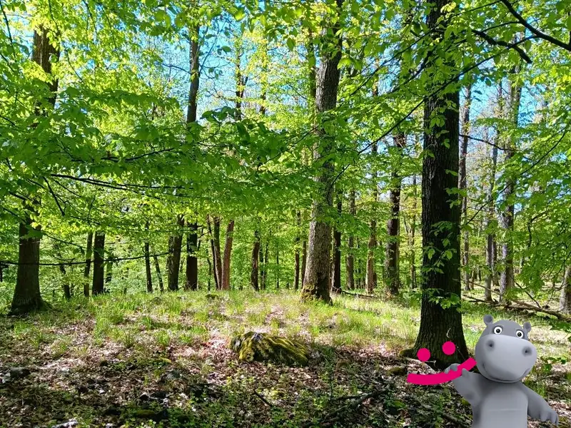 Prodej lesa 2128 m², Kelníky – náhled fotky 1