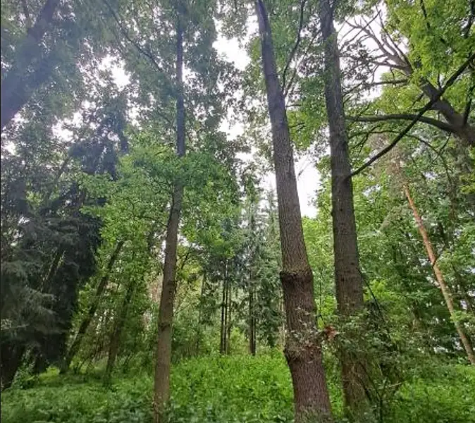 Prodej lesa 9809 m², Chvalovice – náhled fotky 3