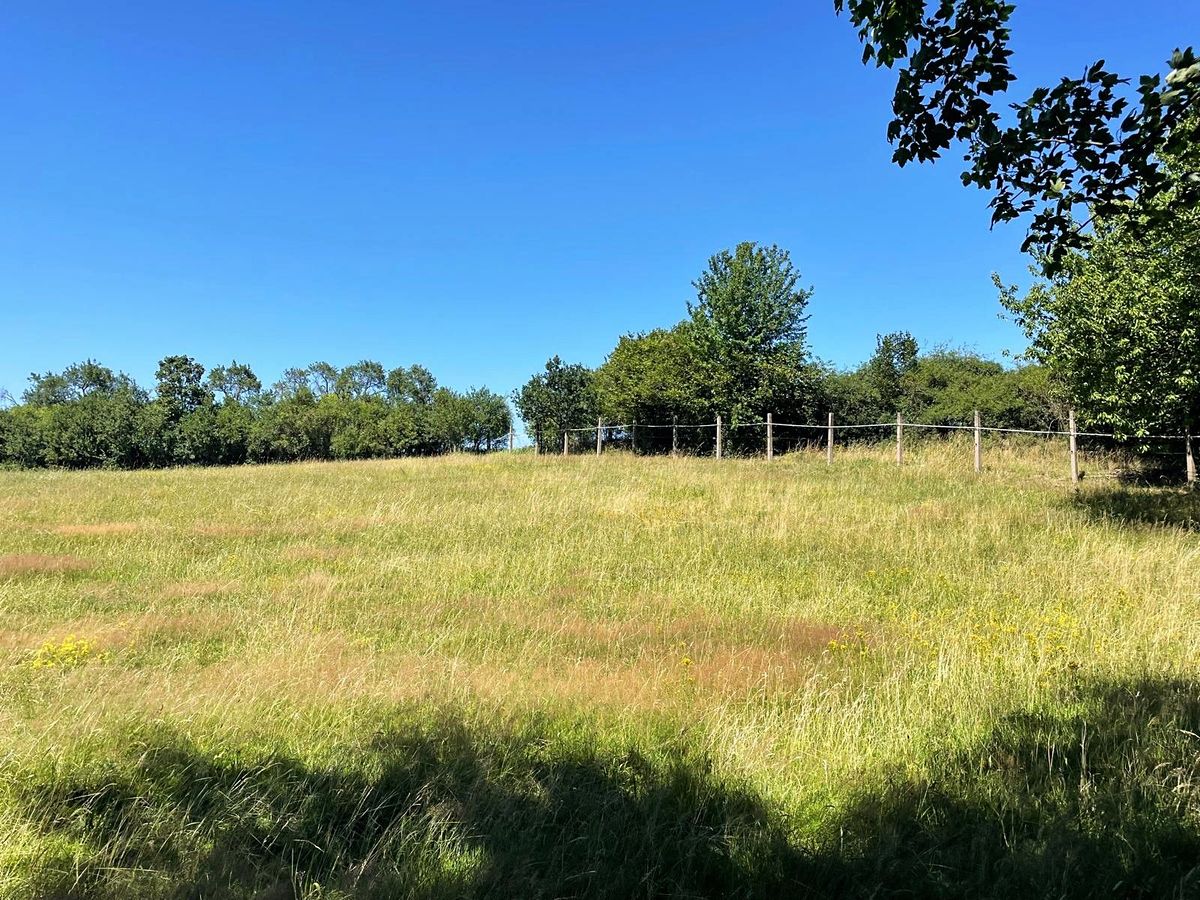 Prodej louky 6229 m² – fotografie 5