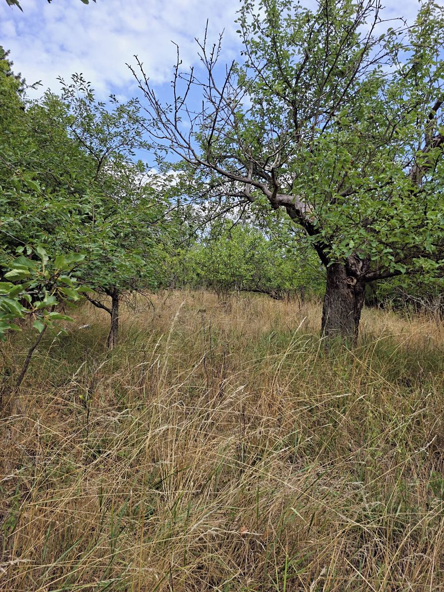 Prodej chaty 35 m², pozemek 1992 m² – fotografie 4