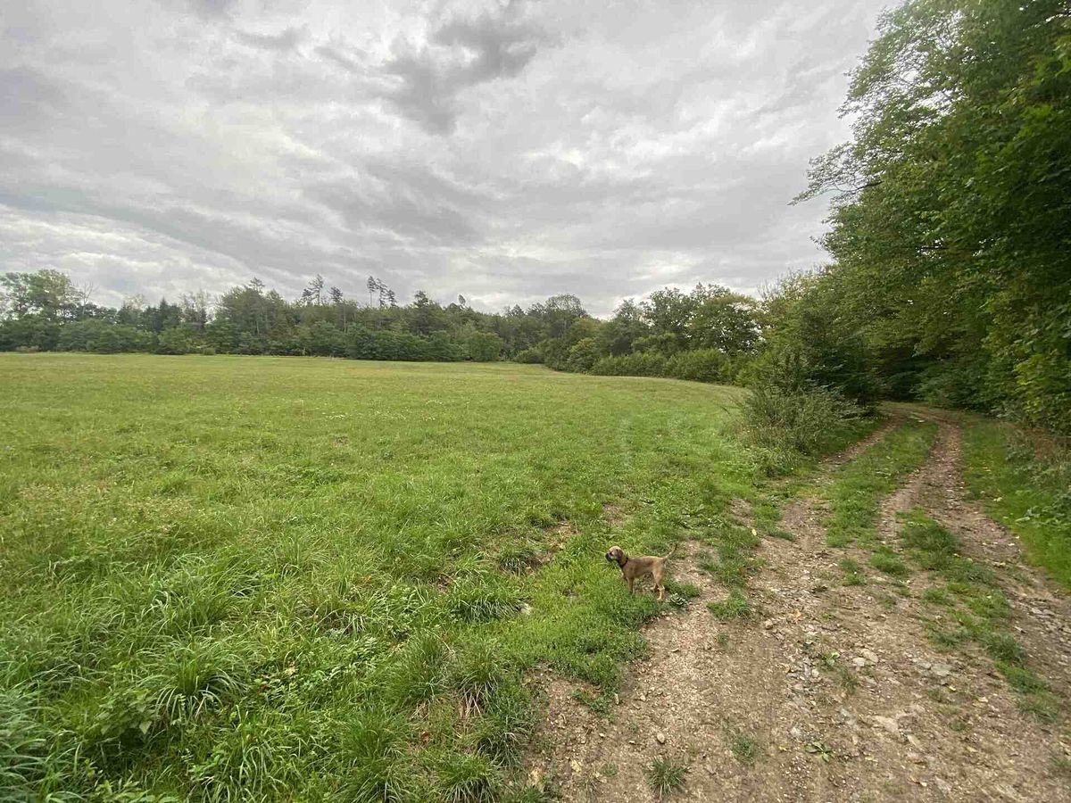 Prodej pole 950 m² – fotografie 3
