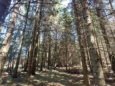 Prodej lesa 3852 m²