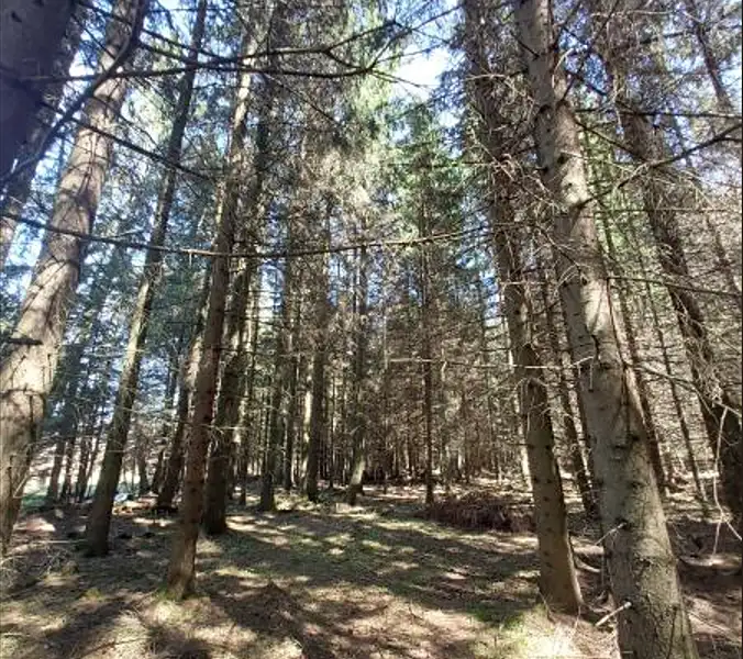 Prodej lesa 3852 m², Lukavec – náhled fotky 1