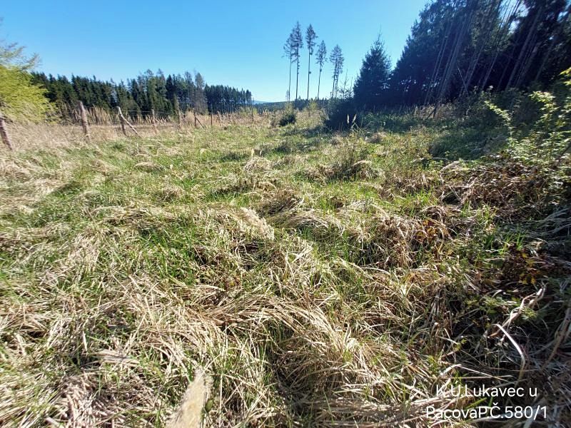 Prodej lesa 3571 m² – fotografie 2