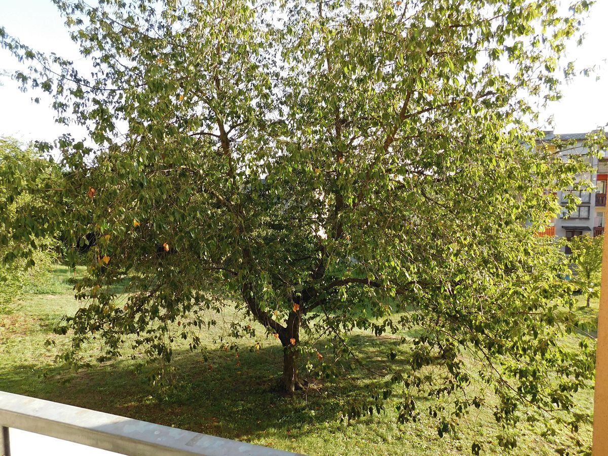 Pronájem bytu 3+1 67 m²