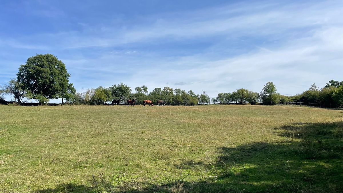 Prodej louky 6229 m²