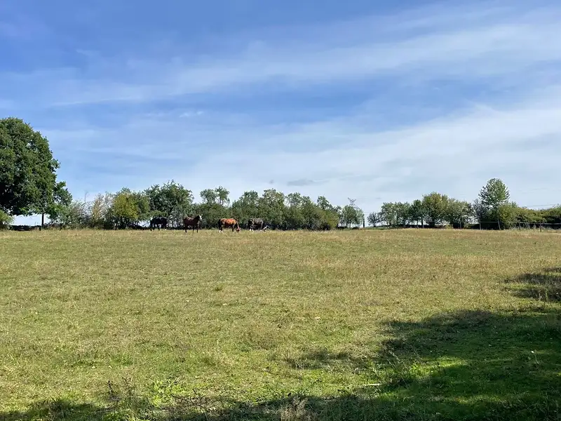 Prodej louky 6229 m², Bojanovice – náhled fotky 1