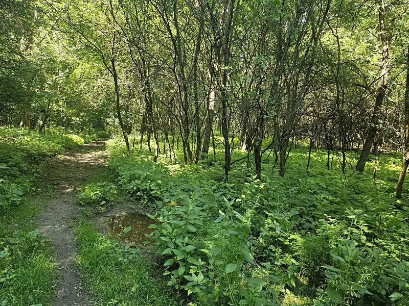 Prodej louky 12985 m², Boseň – náhled fotky 3