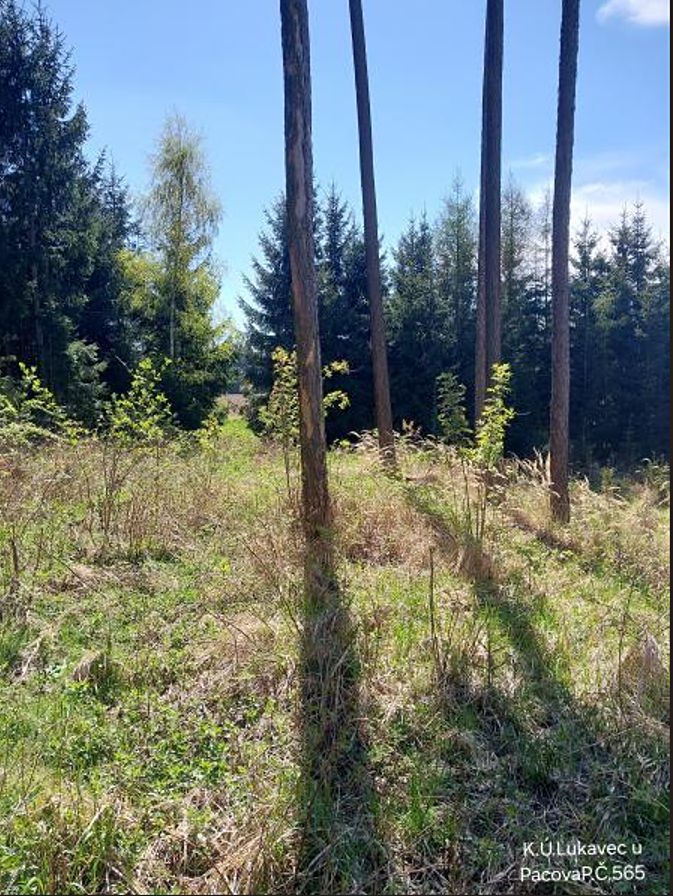 Prodej lesa 1766 m² – fotografie 2