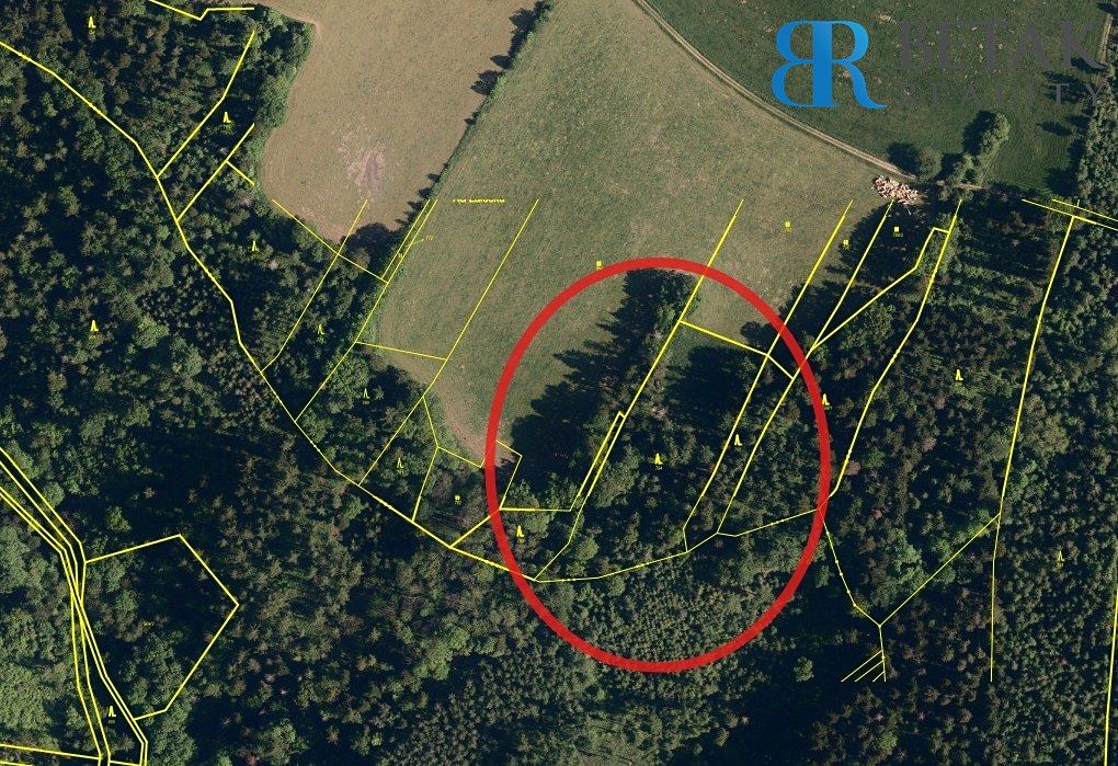 Prodej lesa 30000 m² – fotografie 3