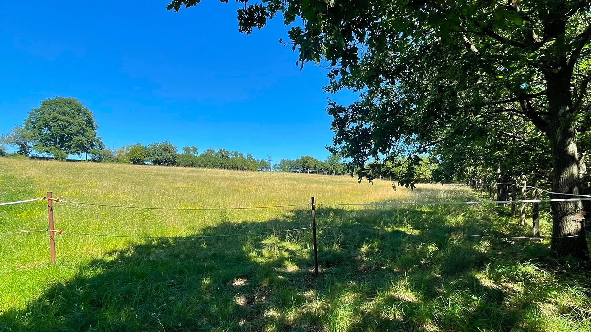 Prodej louky 6229 m² – fotografie 4