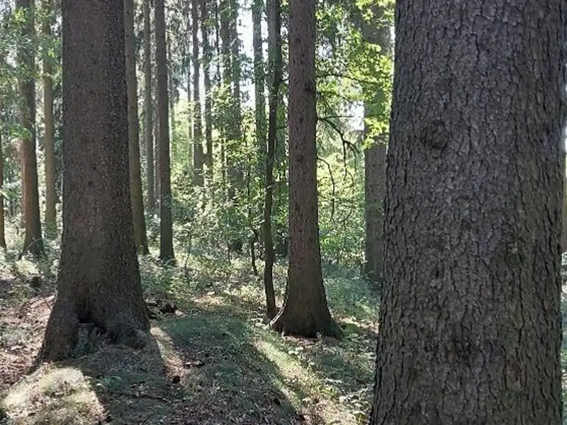 Dražba lesa 7712 m², Pelhřimov – náhled fotky 2