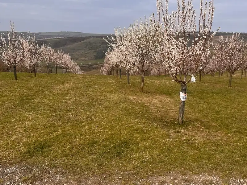 Prodej pole 6286 m², Krumvíř – náhled fotky 2