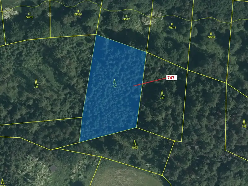 Dražba lesa 3010 m², Zvěstov – náhled fotky 2