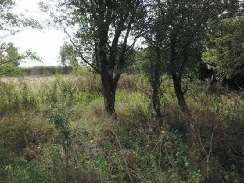 Dražba pozemku 11062 m², Čisovice – náhled fotky 3