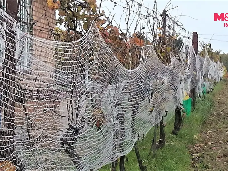 Prodej sadu, vinice 334 m², Břeclav – náhled fotky 2